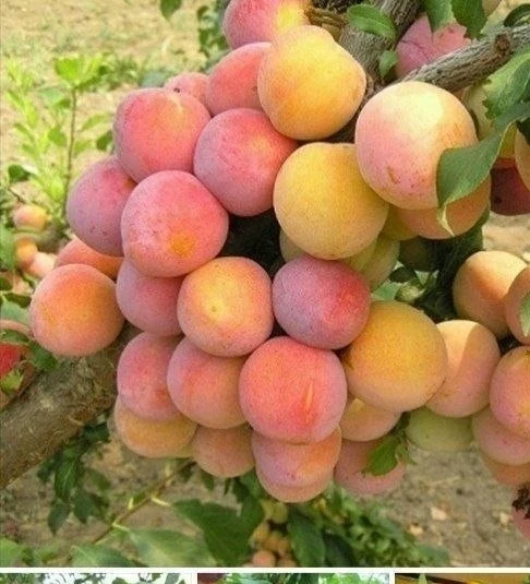 Слива