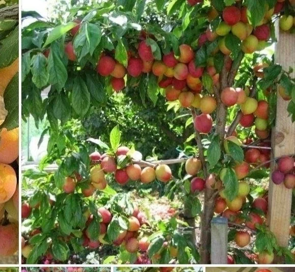 Слива Скороплодная